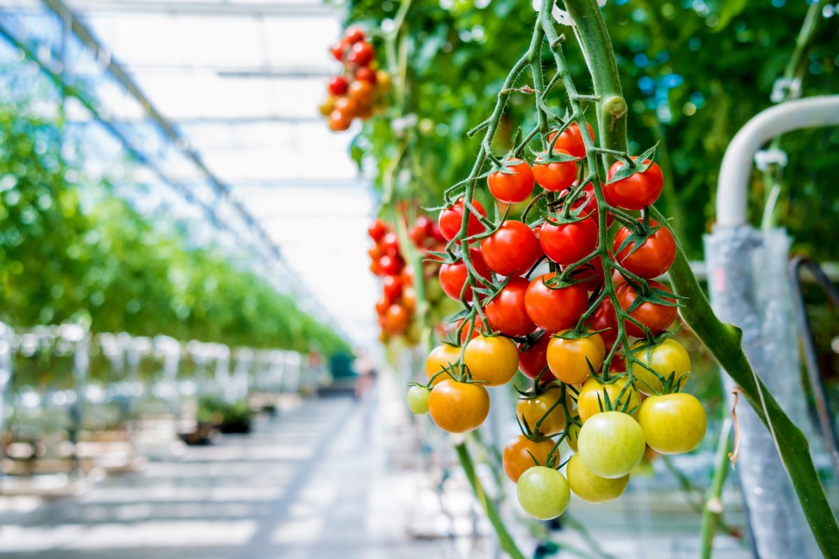 Beautiful red ripe tomatoes grown in a greenhouse. Beautiful background