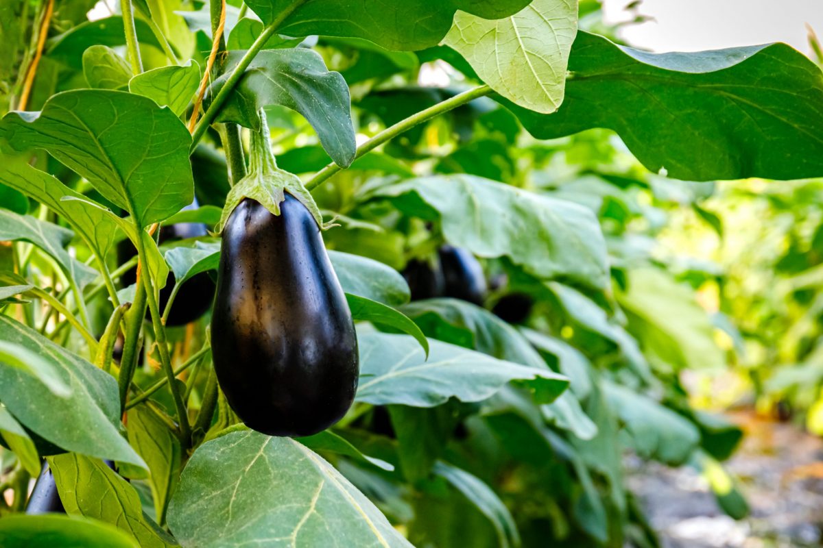 Aubergine,Eggplant,Plants,In,Greenhouse,With,High,Technology.,Aubergine,Eggplants