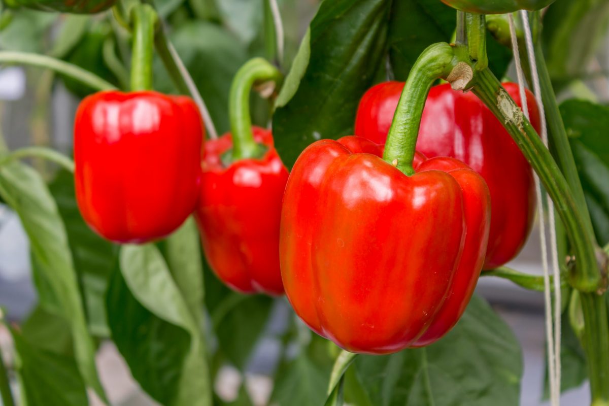 Close,Up,On,Fresh,Red,Paprika,On,Paprika,Tree,In